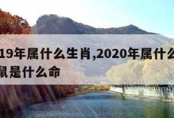 2019年属什么生肖,2020年属什么生肖鼠是什么命