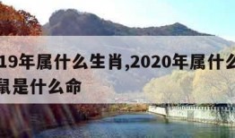 2019年属什么生肖,2020年属什么生肖鼠是什么命